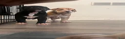 Alapaha Blue Blood Bulldog dogs for sale: Alapaha blue blood bulldog - Advert 15