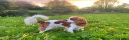 Cavalier King Charles Spaniel dogs for sale: KC Reg Beautifully Bred Cavaliers in Barry - Advert 1