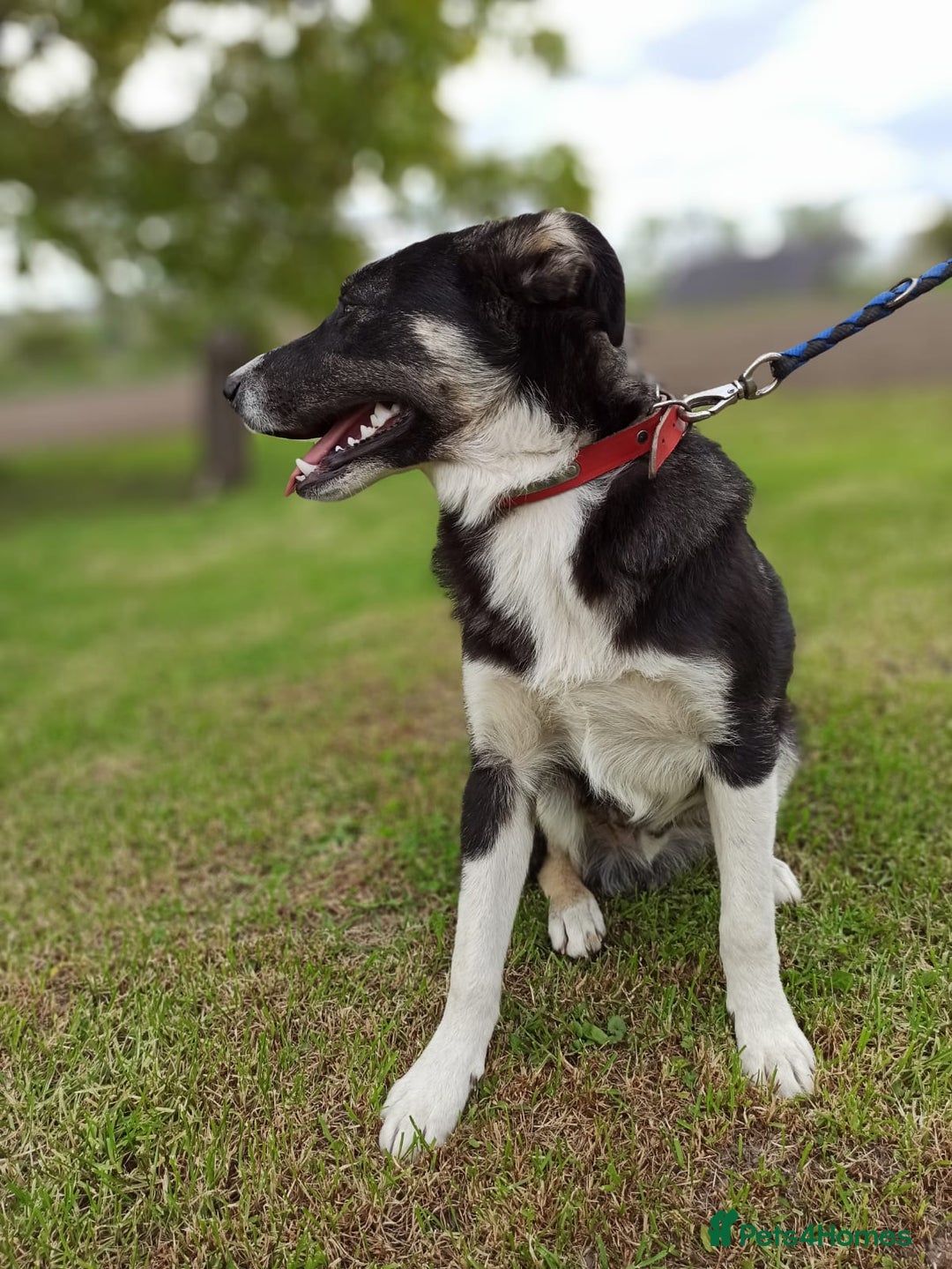 Mixed Breed dogs for adoption: 💙BENNY💙 – Dreams of His First Birthday at Home - Advert 11