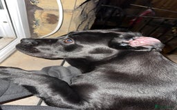 Cane Corso dogs for sale: Cane corso for sale  - Image 7