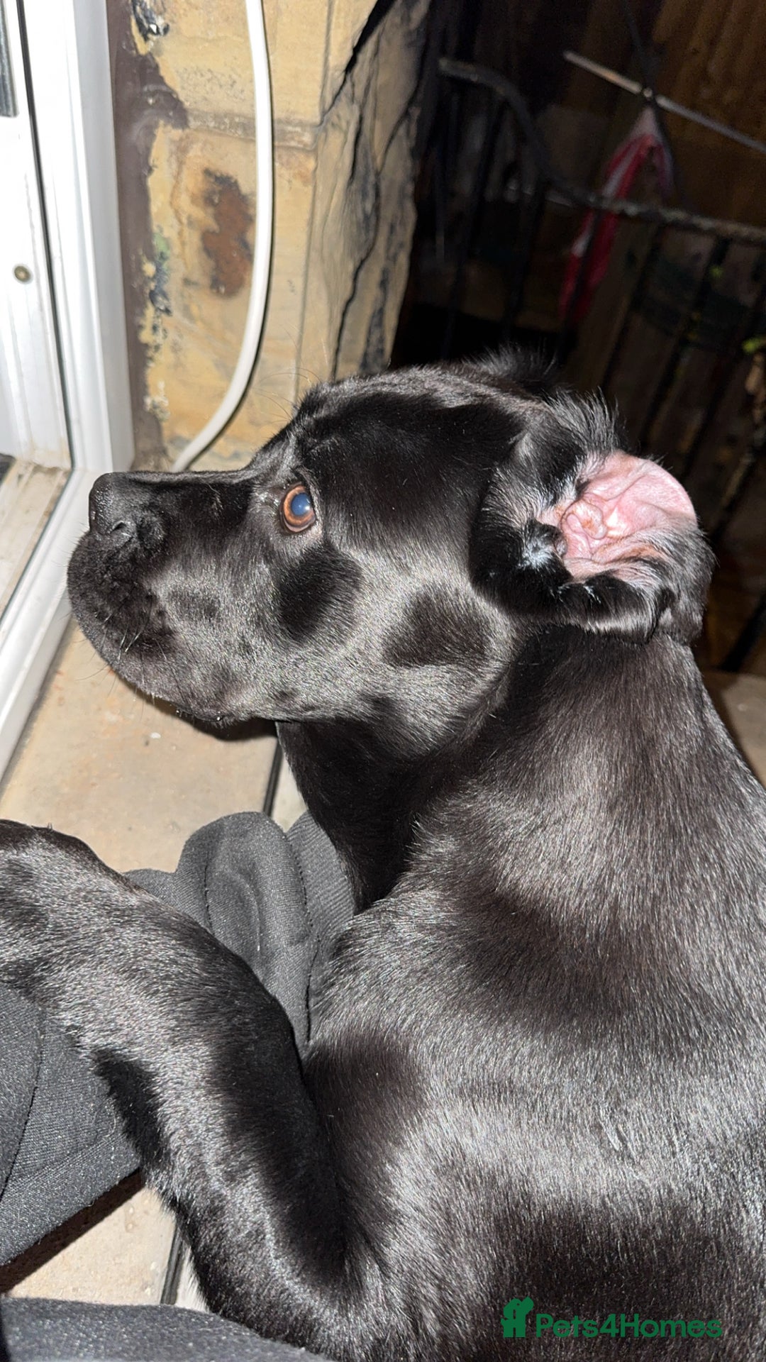 Cane Corso dogs for sale: Cane corso for sale  - Image 7