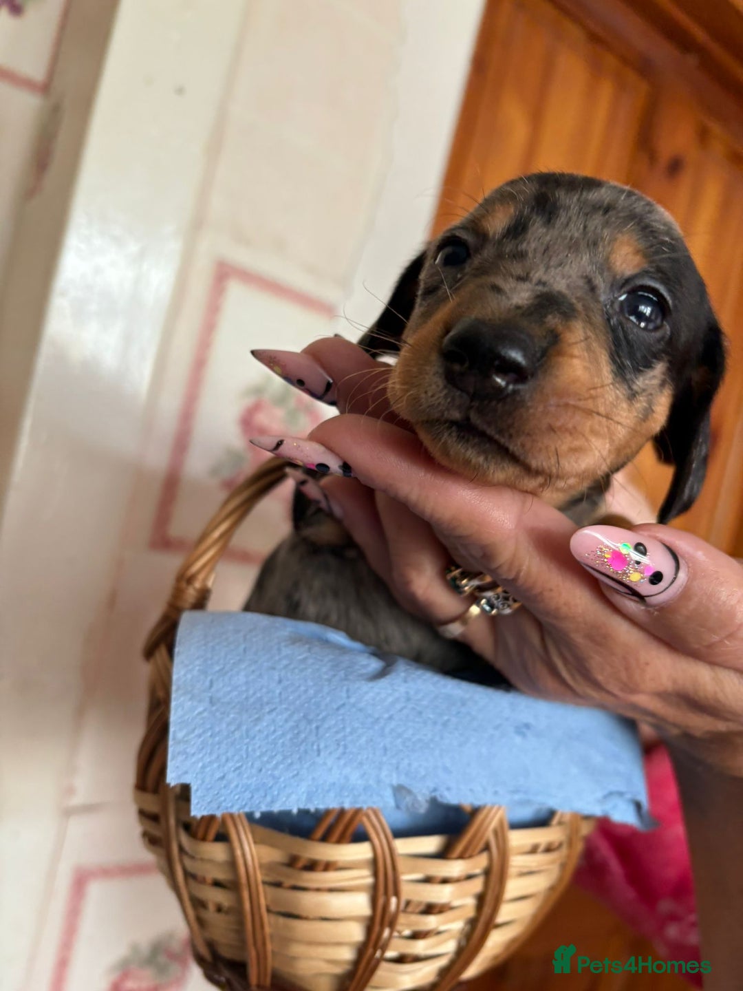 Dachshund dogs for sale: Our 7 Adorable Dachshund Puppies Ready for Homes - Image 6