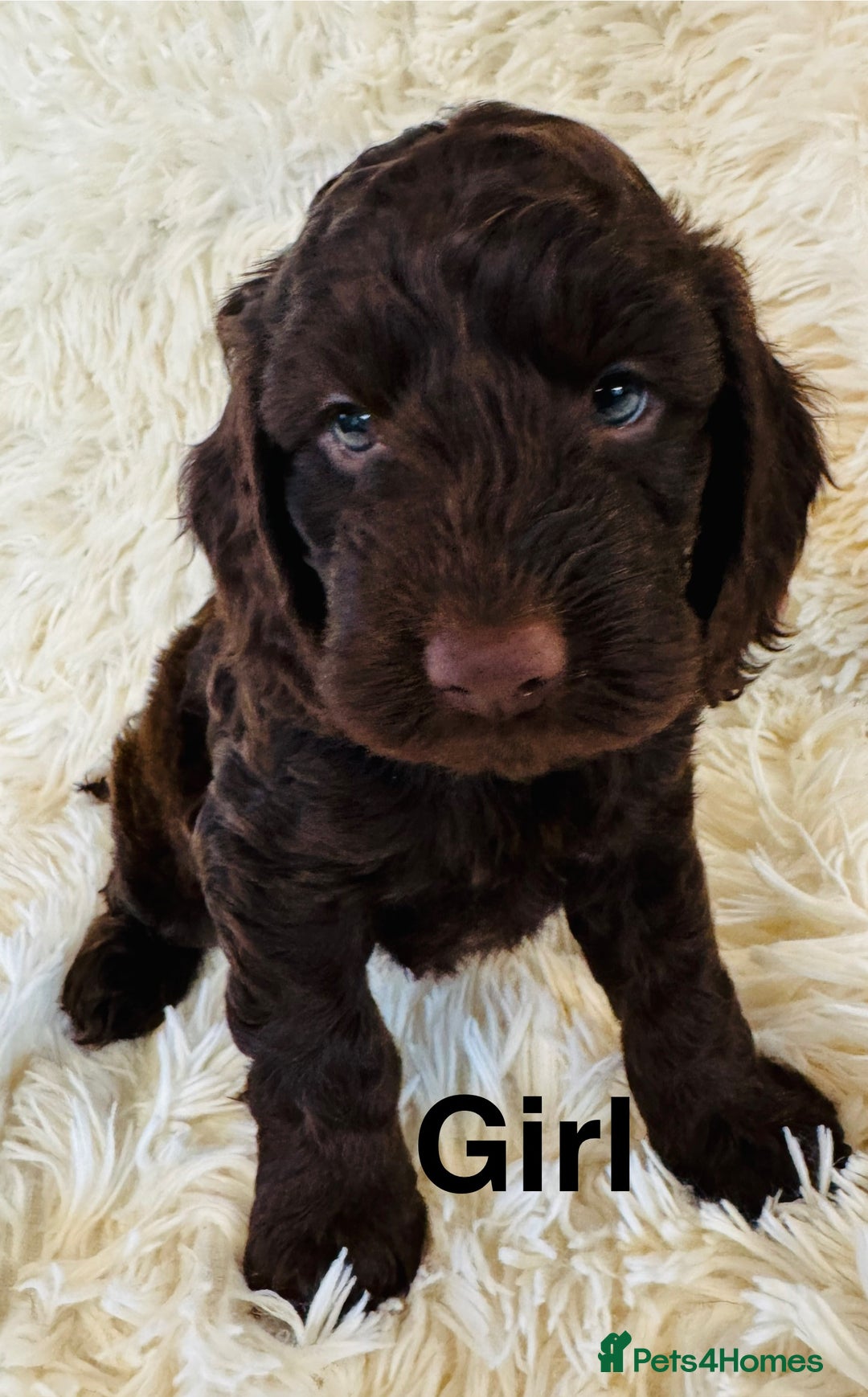 Cockapoo dogs for sale: stunning merle cockapoo puppies, ready 21st august - Image 8