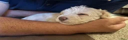 Poochon dogs for sale: Cute Cream/white with brown noses poochon puppies - Advert 24