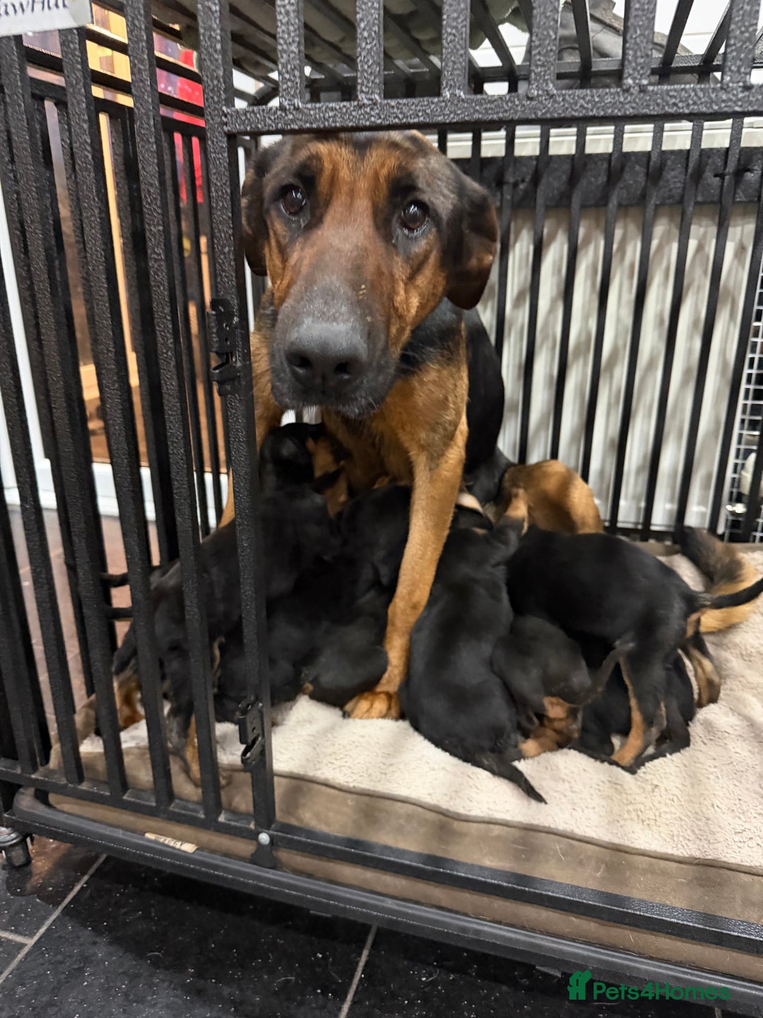 Mixed Breed dogs for sale: Doberman X puppies for sale  - Advert 2