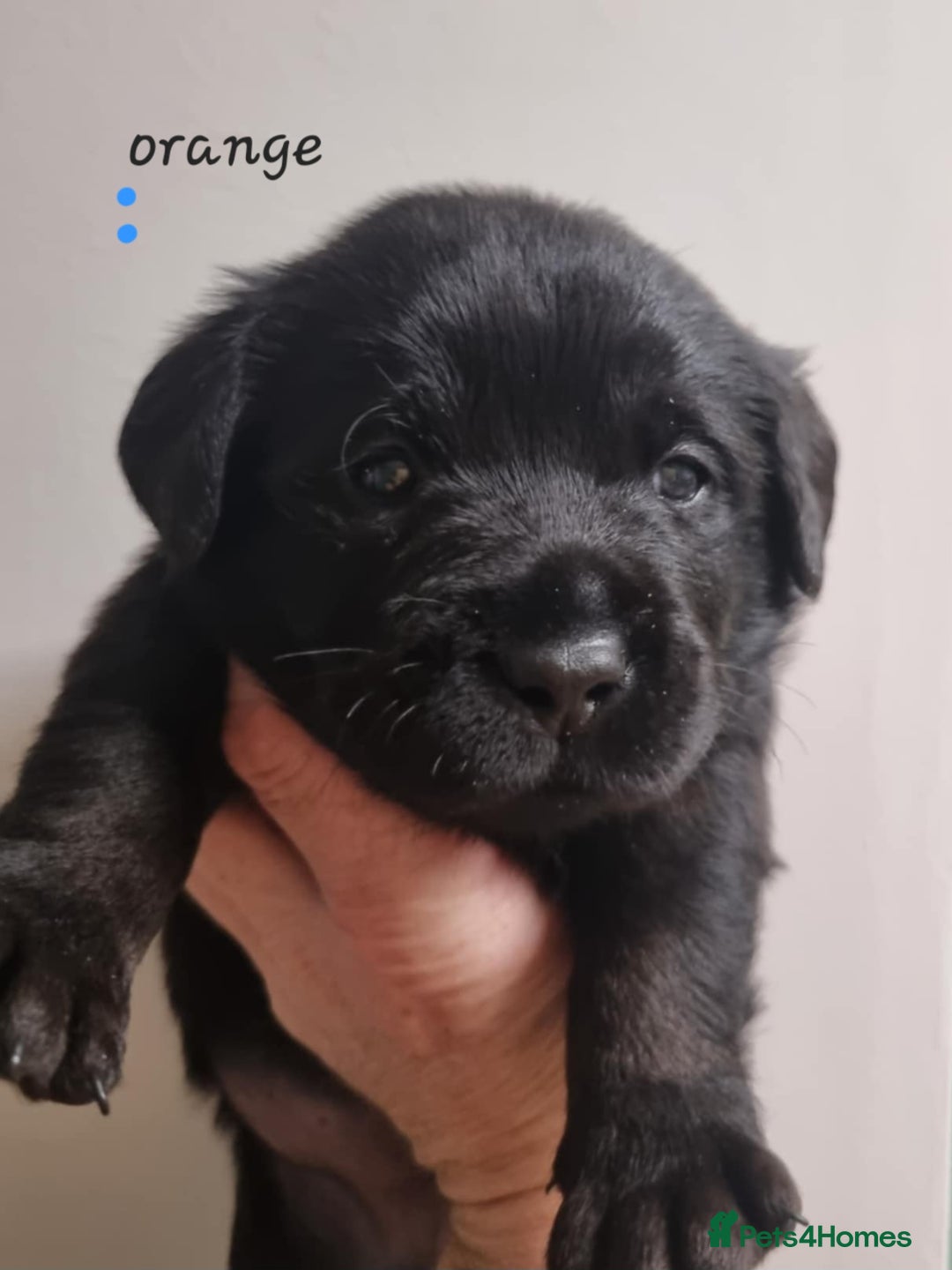 Labrador Retriever dogs for sale: Beautiful KC Show Line Labrador Puppys  - Advert 16
