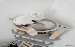 Exotic cats for sale: Stunning Rare Cream Van ESH Male - Image 9