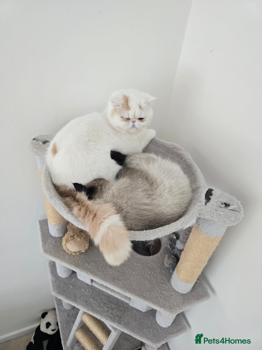 Exotic cats for sale: Stunning Rare Cream Van ESH Male - Image 9
