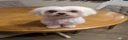Maltese dogs for sale: TOY BOY MALTESE 💙💙 PRICE REDUCED! - Advert 24
