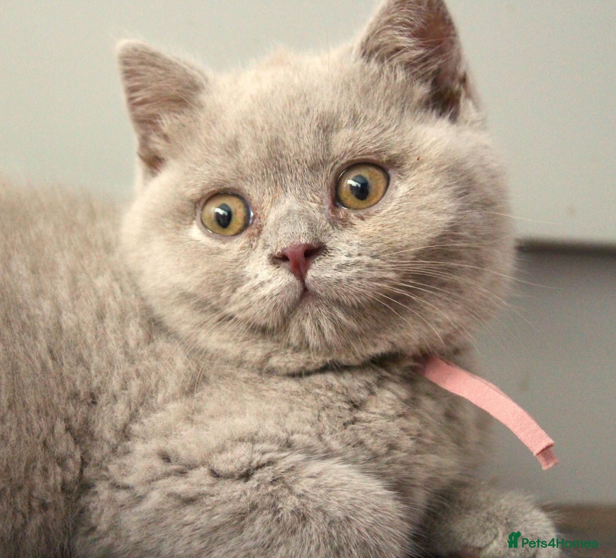 British Shorthair cats Gorgeous Pure British Shorthair Teddy Bear Kittens - Advert 2