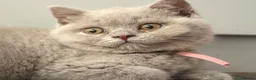 British Shorthair cats for sale: 🧸Teddy Bear Lilac/Blue British Shorthair Kittens✨ - Advert 2