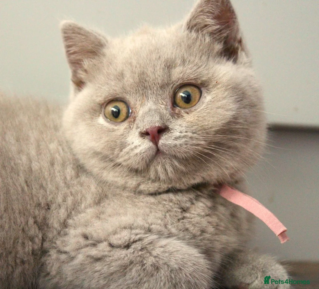 British Shorthair cats for sale: 🧸Teddy Bear Lilac/Blue British Shorthair Kittens✨ - Advert 2