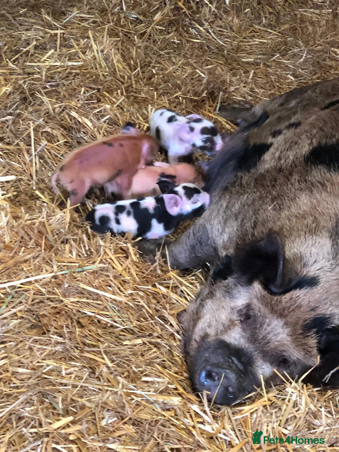 Pig livestock for sale: purebred Kune kune pigs - Advert 2