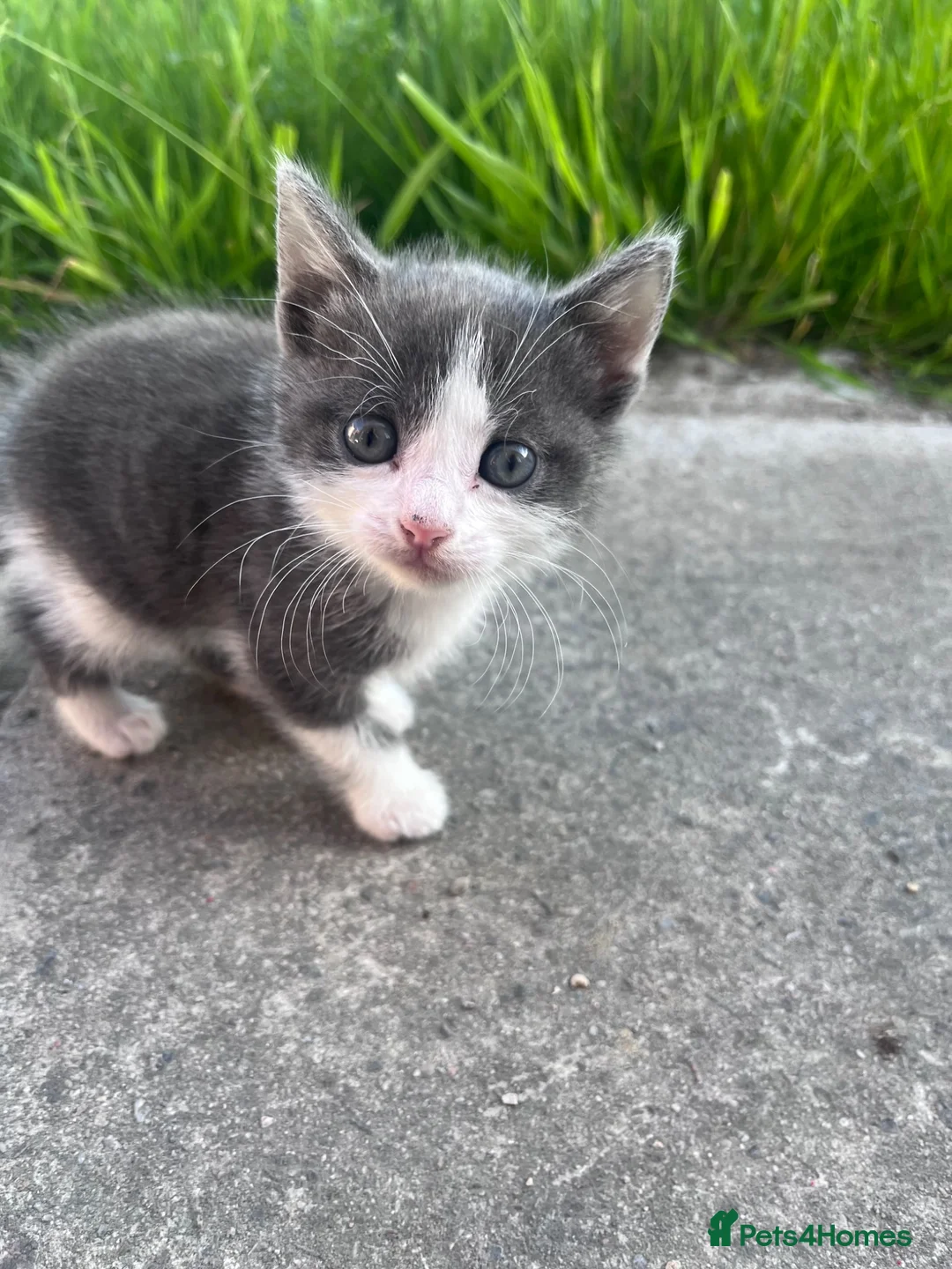 Mixed Breed cats for sale: Mixed British Short Hair - Advert 2