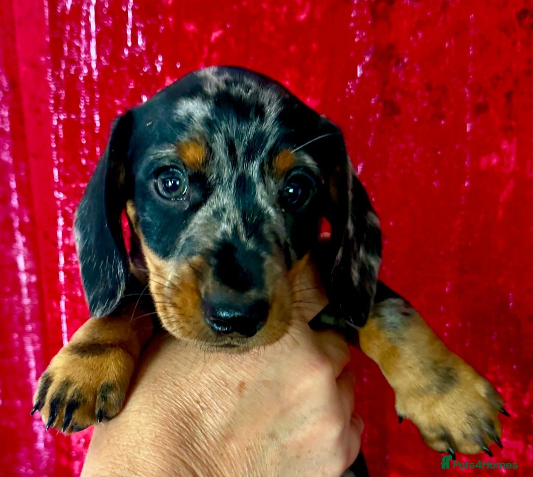 Miniature Dachshund dogs for sale: 2 beautiful dappled dachshunds 2 boys  - Image 4