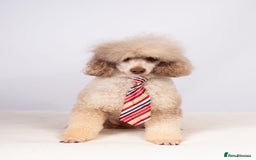 Toy Poodle dogs for stud: EXTENSIVELY HEALTH TESTED POODLE STUD - Image 2