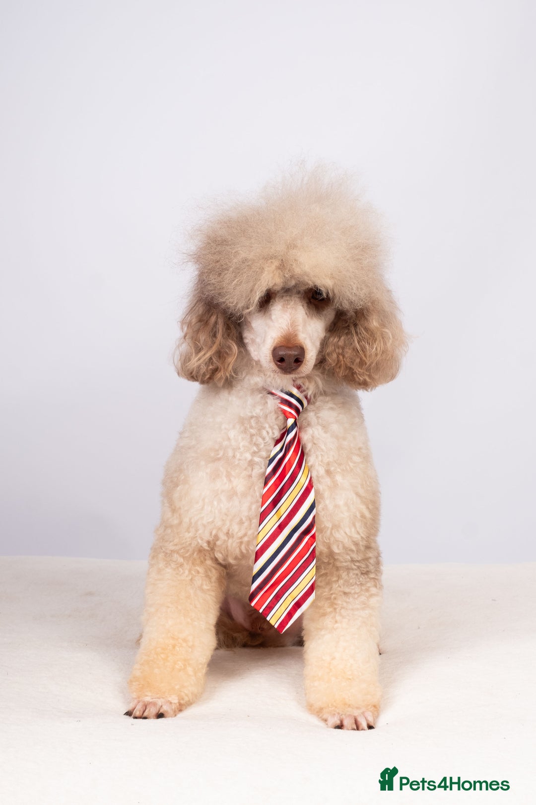 Toy Poodle dogs for stud: EXTENSIVELY HEALTH TESTED POODLE STUD - Image 2