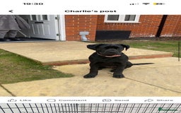 Cane Corso dogs for sale: Cane Corso pup - Image 1