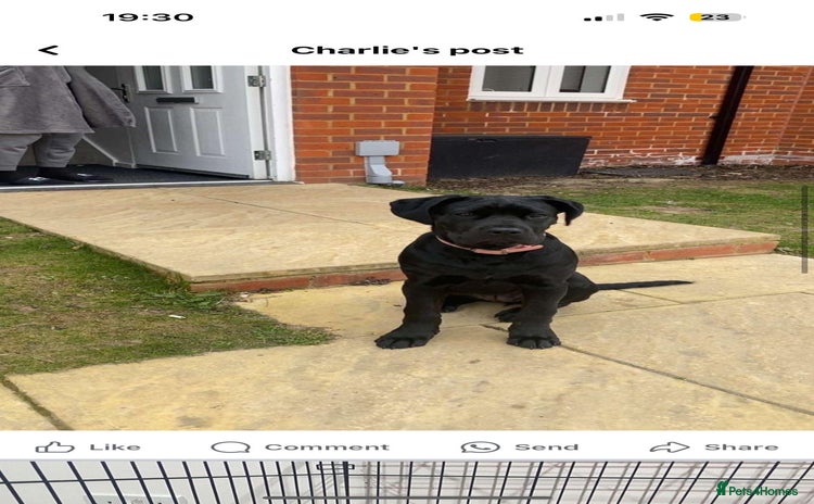 Cane Corso dogs - Advert 1