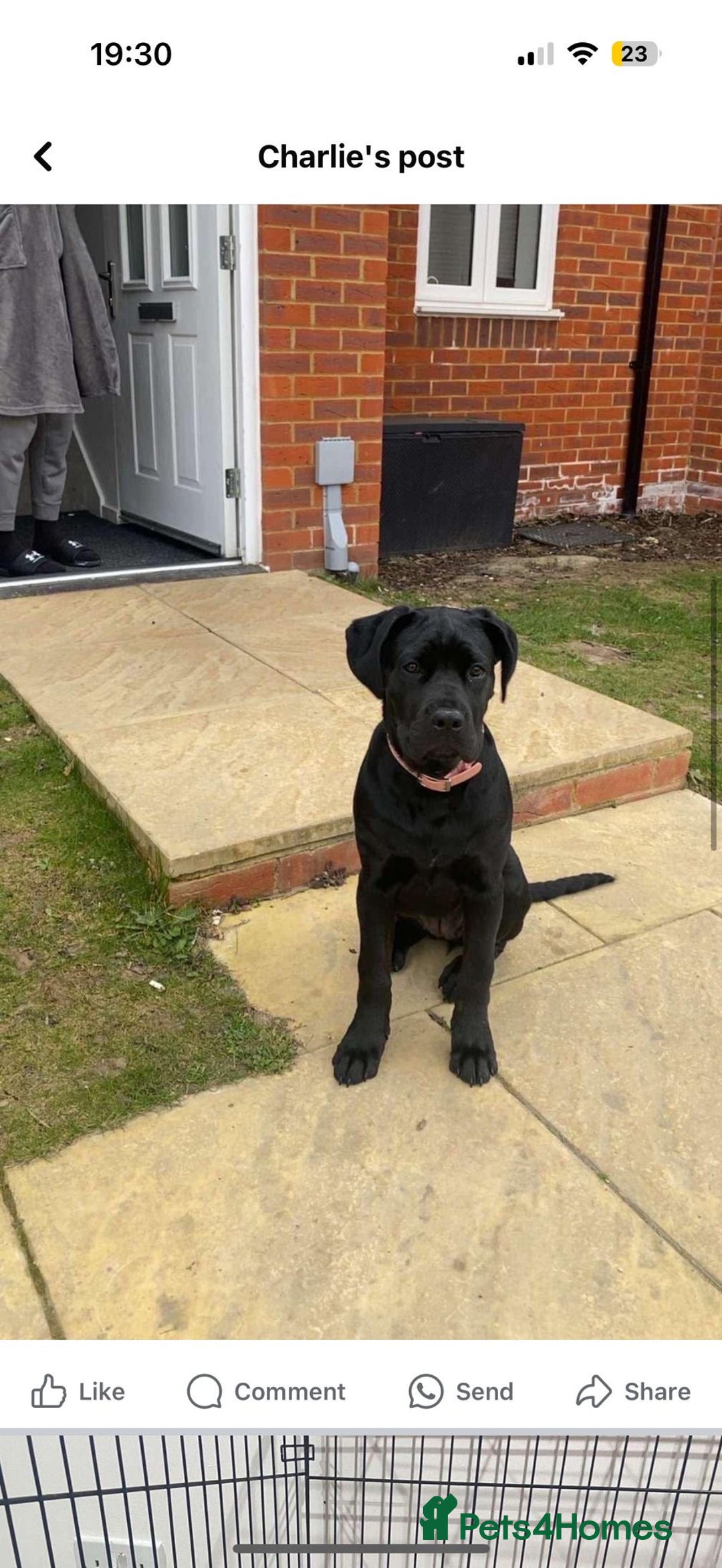Cane Corso dogs for sale: Cane Corso pup - Image 1