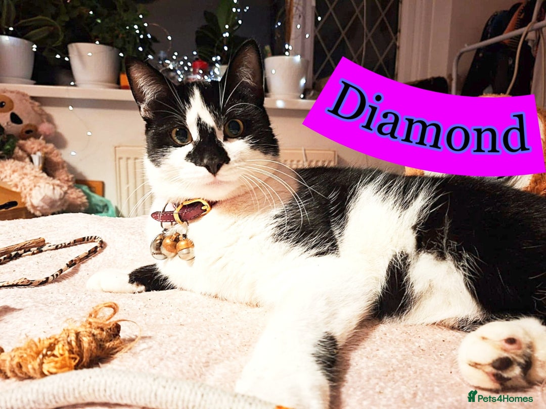 Mixed Breed cats for sale: Free to a Loving Home 2 Cats& 1 Kitten-Swansea - Advert 18