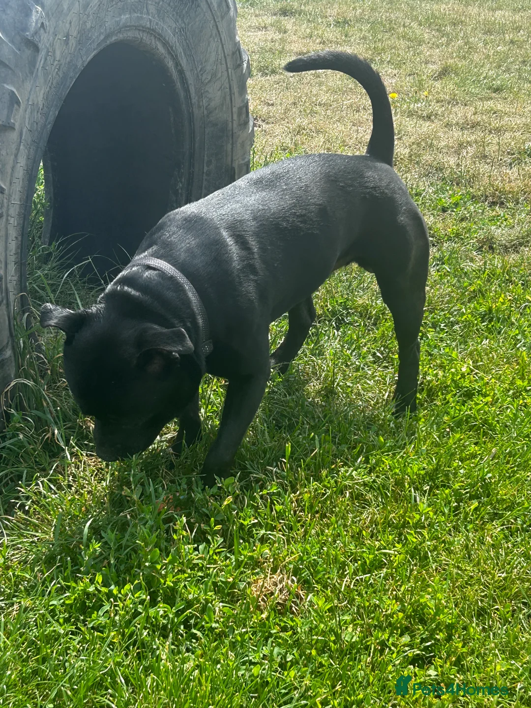 Staffordshire Bull Terrier dogs for stud: Master  in London - Advert 6