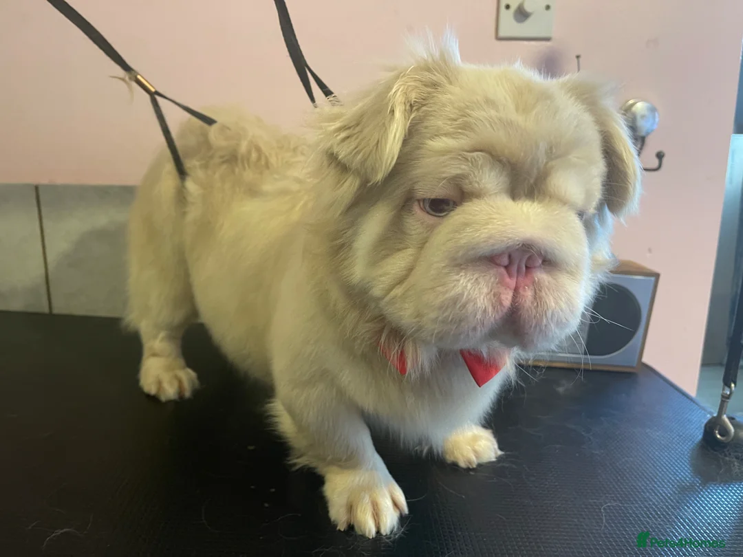 French Bulldog dogs for stud: Beautiful KC Fluffy French Bulldog for Stud   - Advert 2