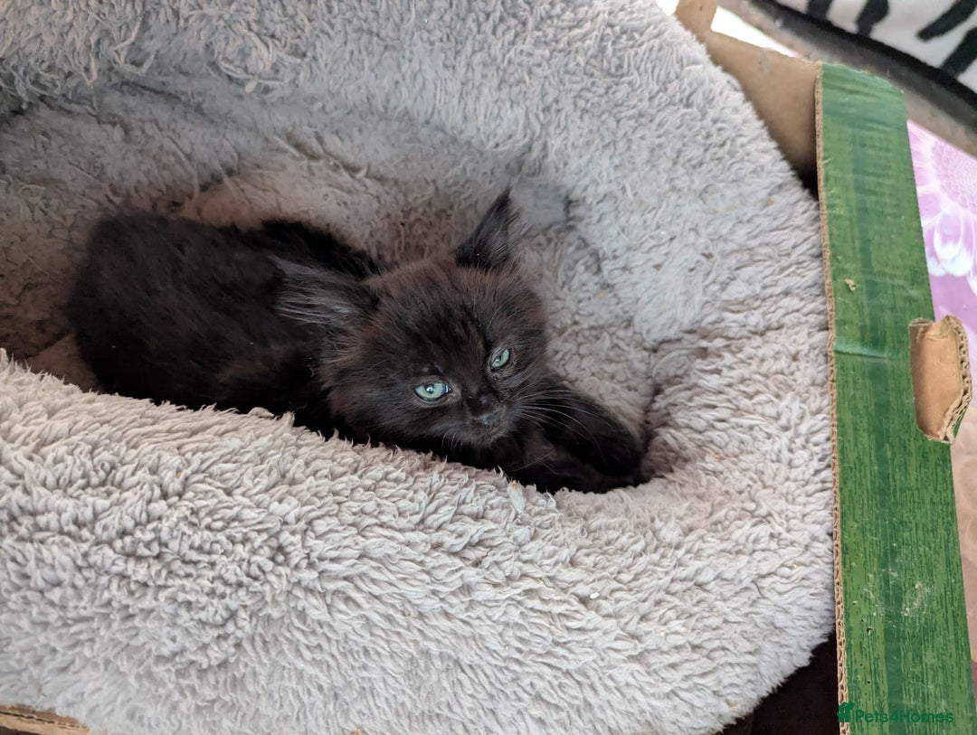 British Longhair cats for sale: Fluffy kittens very beautifull - Image 1