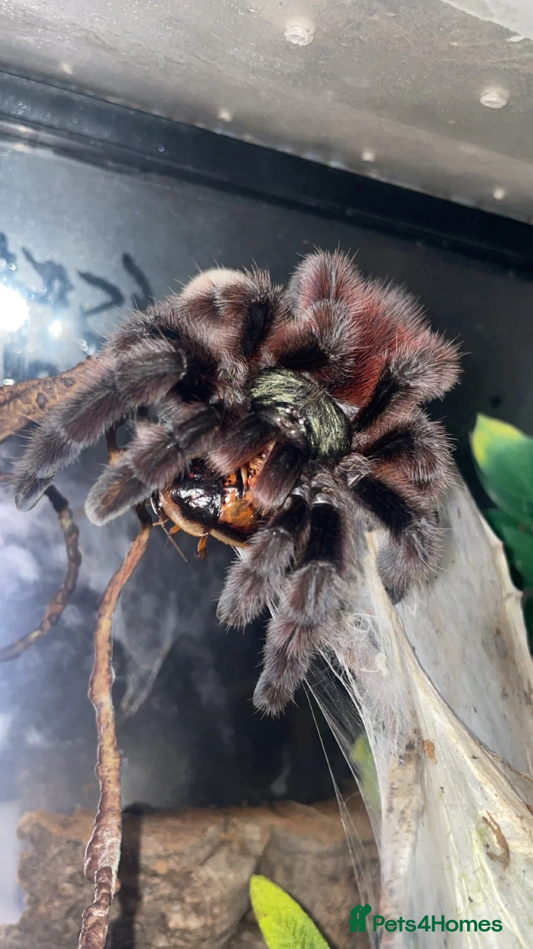 Tarantulas invertebrates for sale: 4 Tarantulas  - Advert 4