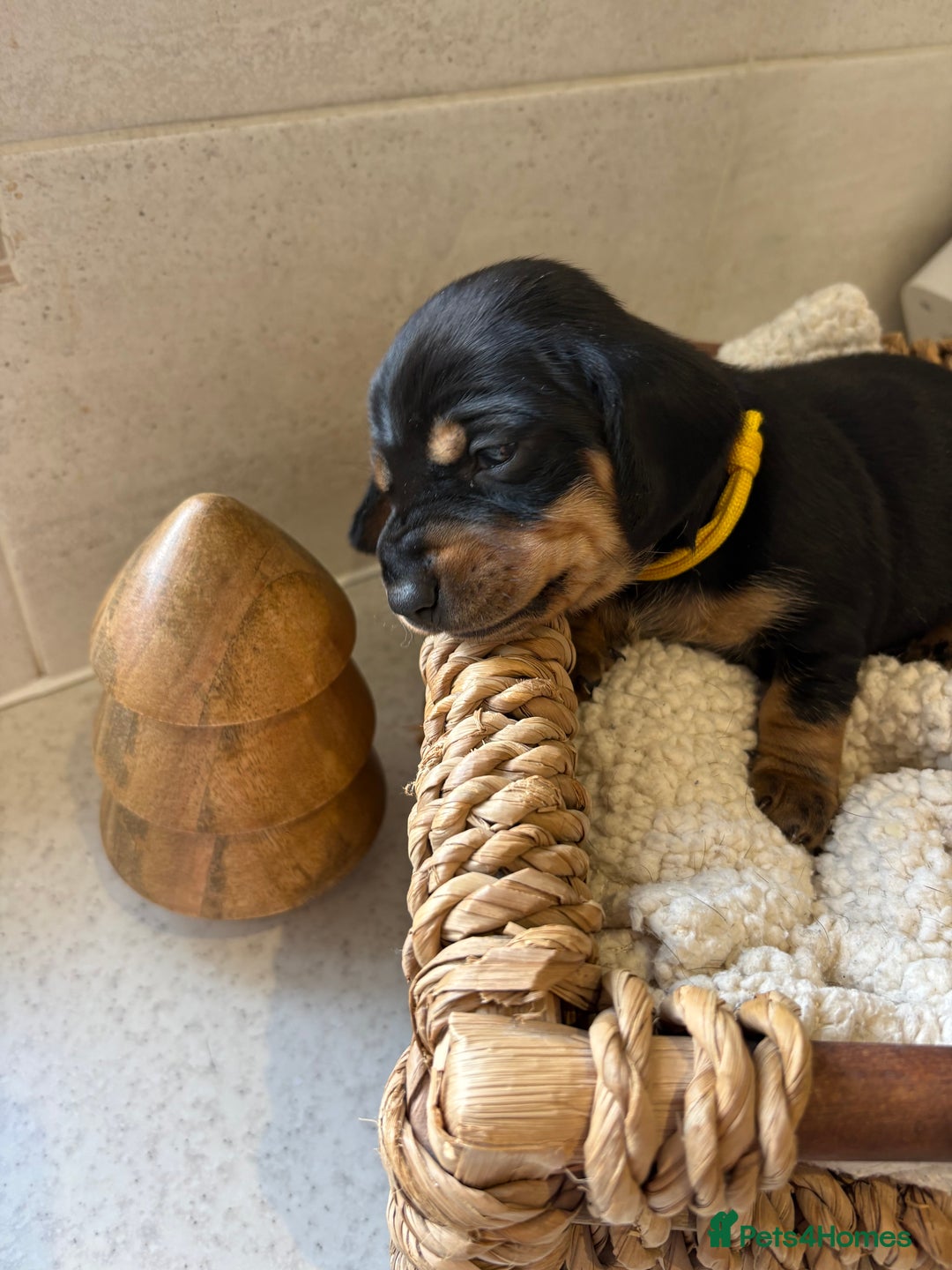 Dachshund dogs for sale: Dachshund puppies - Advert 5