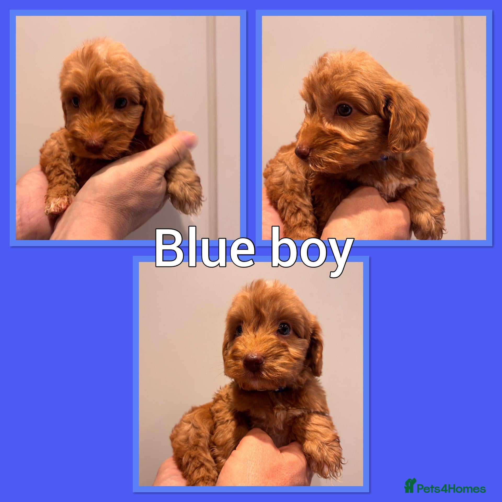 Cockapoo dogs *Show*Cockapoo Ready To Leave Health Tested Pups - Advert 1