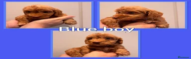 Cockapoo 2