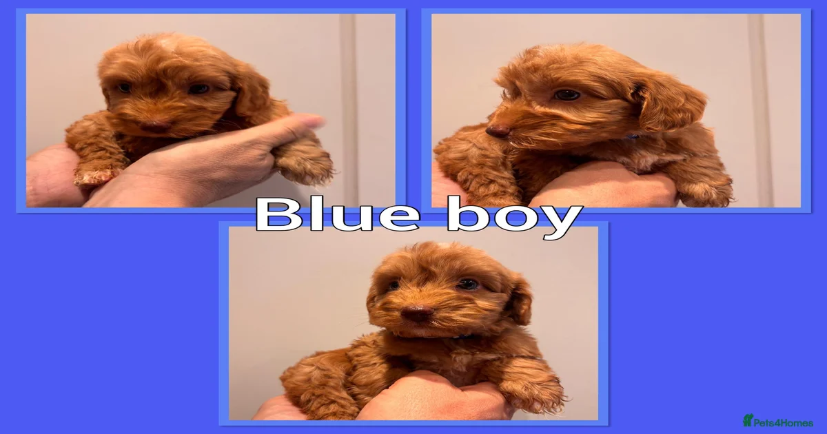 Dogs - black Cockapoo Puppies for sale | Pets4Homes