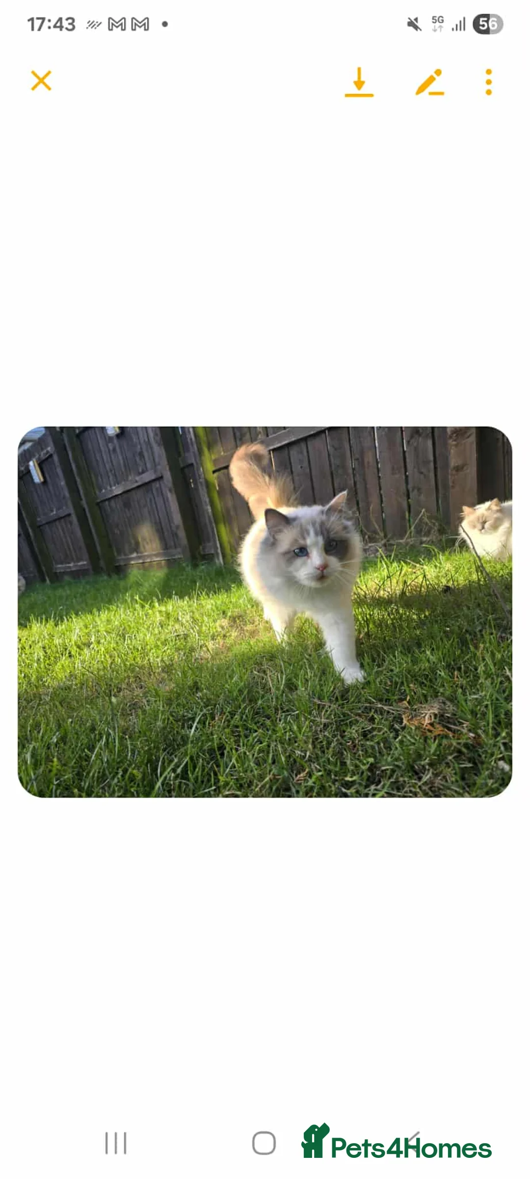 Ragdoll cats for sale: Ragdoll - Advert 2