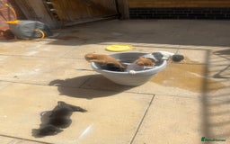 Jack Russell dogs for sale: Jack russsell puppy’s for sale small type - Image 12