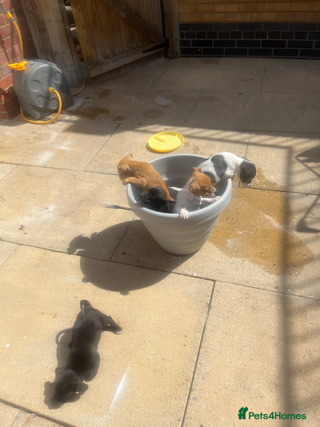 Jack Russell dogs for sale: Jack russsell puppy’s for sale small type - Image 12