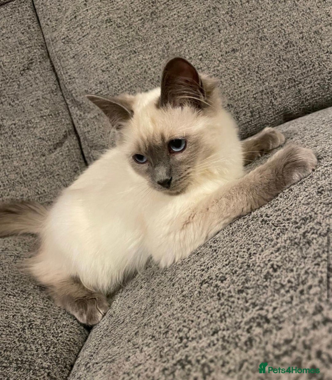 Ragdoll cats for sale: Beautiful GCCF Ragdoll Kittens  - Advert 13