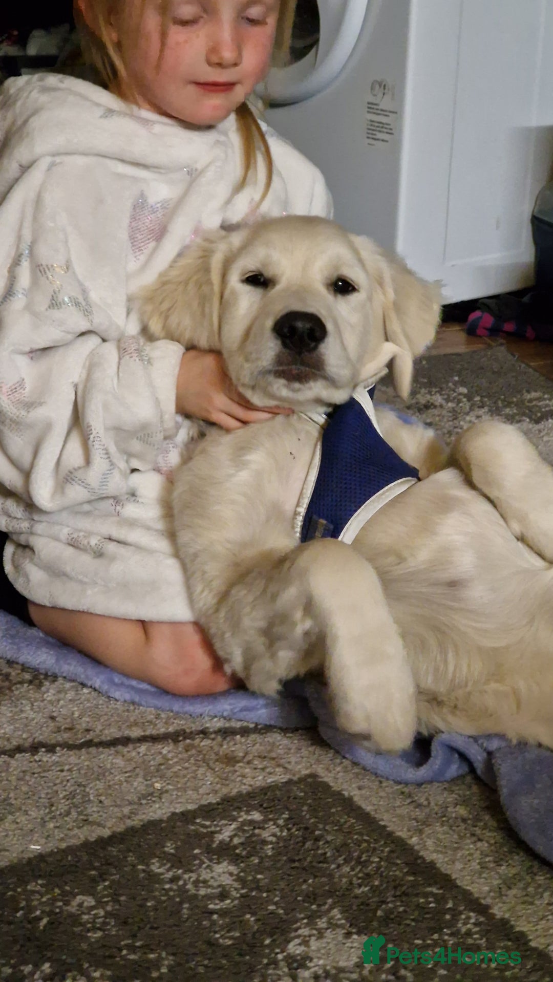 Golden Retriever dogs for sale: Golden Retriever Boy - Advert 8