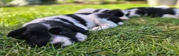 English Springer Spaniel dogs for sale: Stunning working springer spaniels - Advert 3