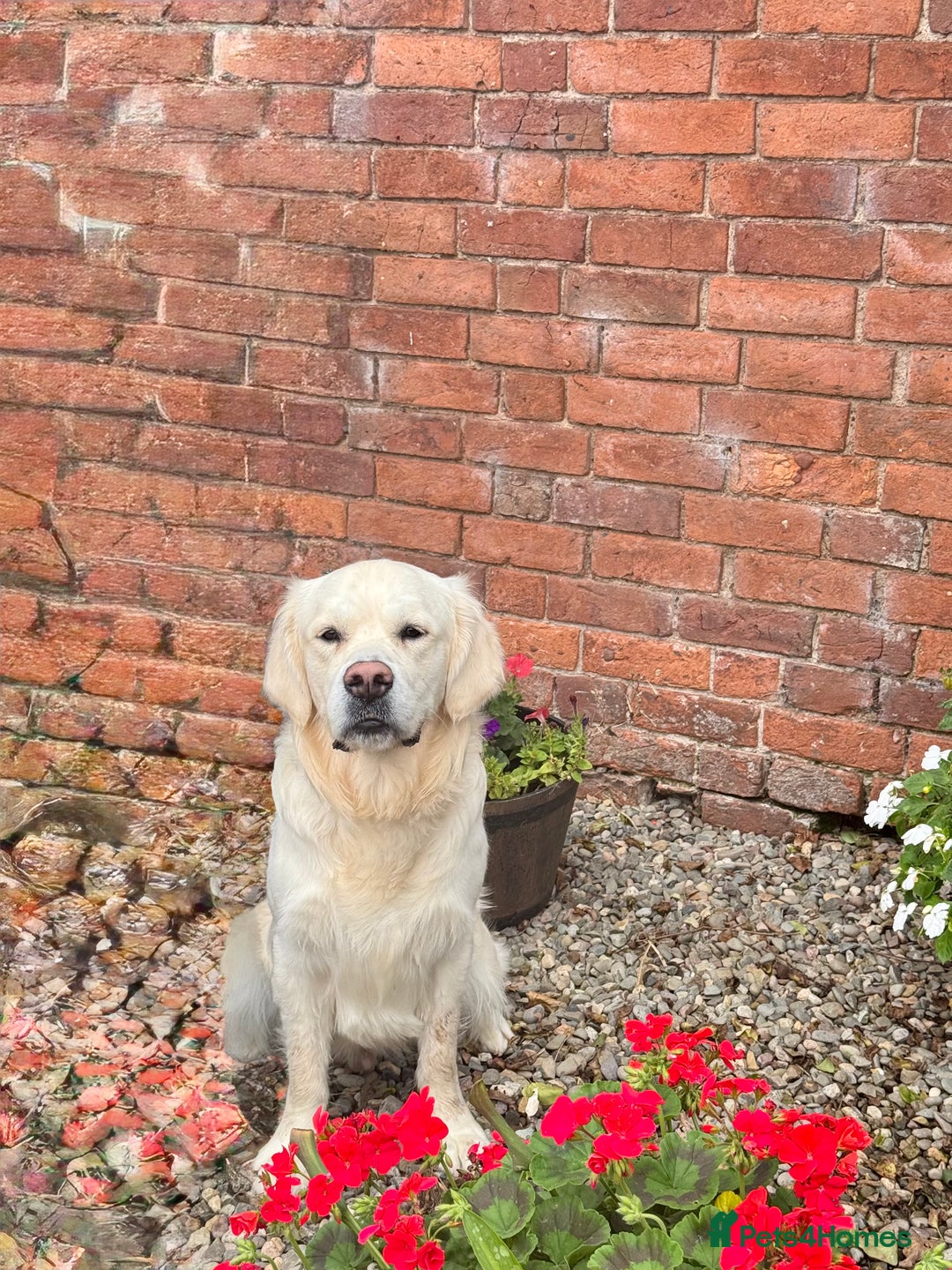 Golden Retriever dogs for stud:  dna tested clear proven golden retriever stud - Advert 3