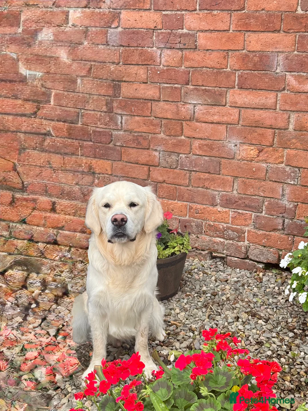 Golden Retriever dogs for stud:  dna tested clear proven golden retriever stud - Advert 5