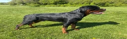 Rottweiler dogs for stud: 🔥 STUD AVAILABLE – BRUNO 🔥 in Hull - Advert 2