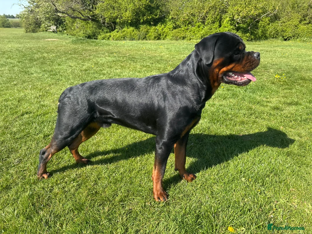Rottweiler dogs for stud: 🔥 STUD AVAILABLE – BRUNO 🔥 in Hull - Advert 2