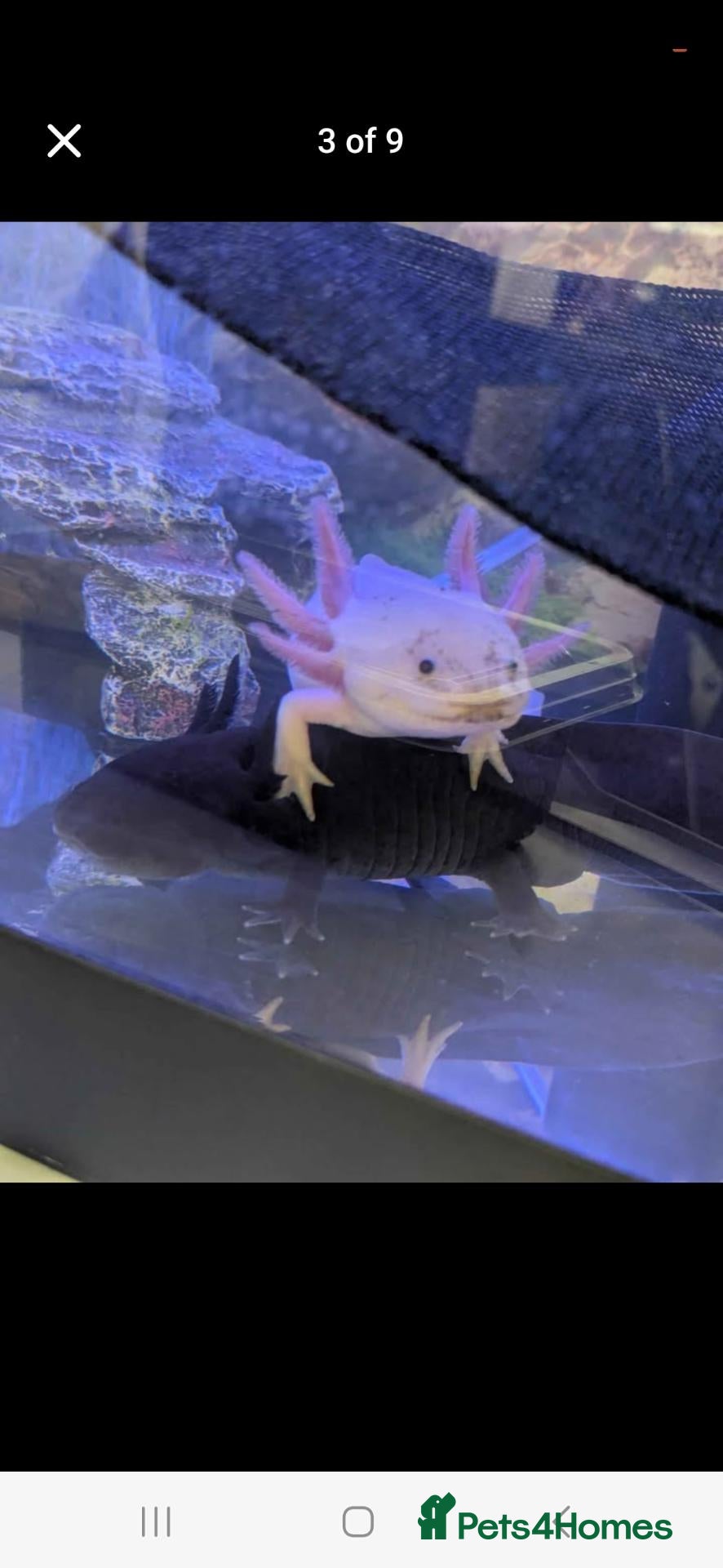 Axolotl reptiles Male Axolotls  - Advert 1