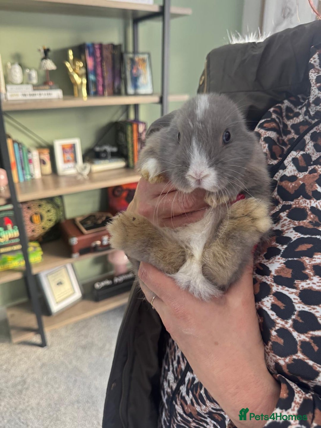 Mini Lop rabbits for sale: Mini Lops - Image 12