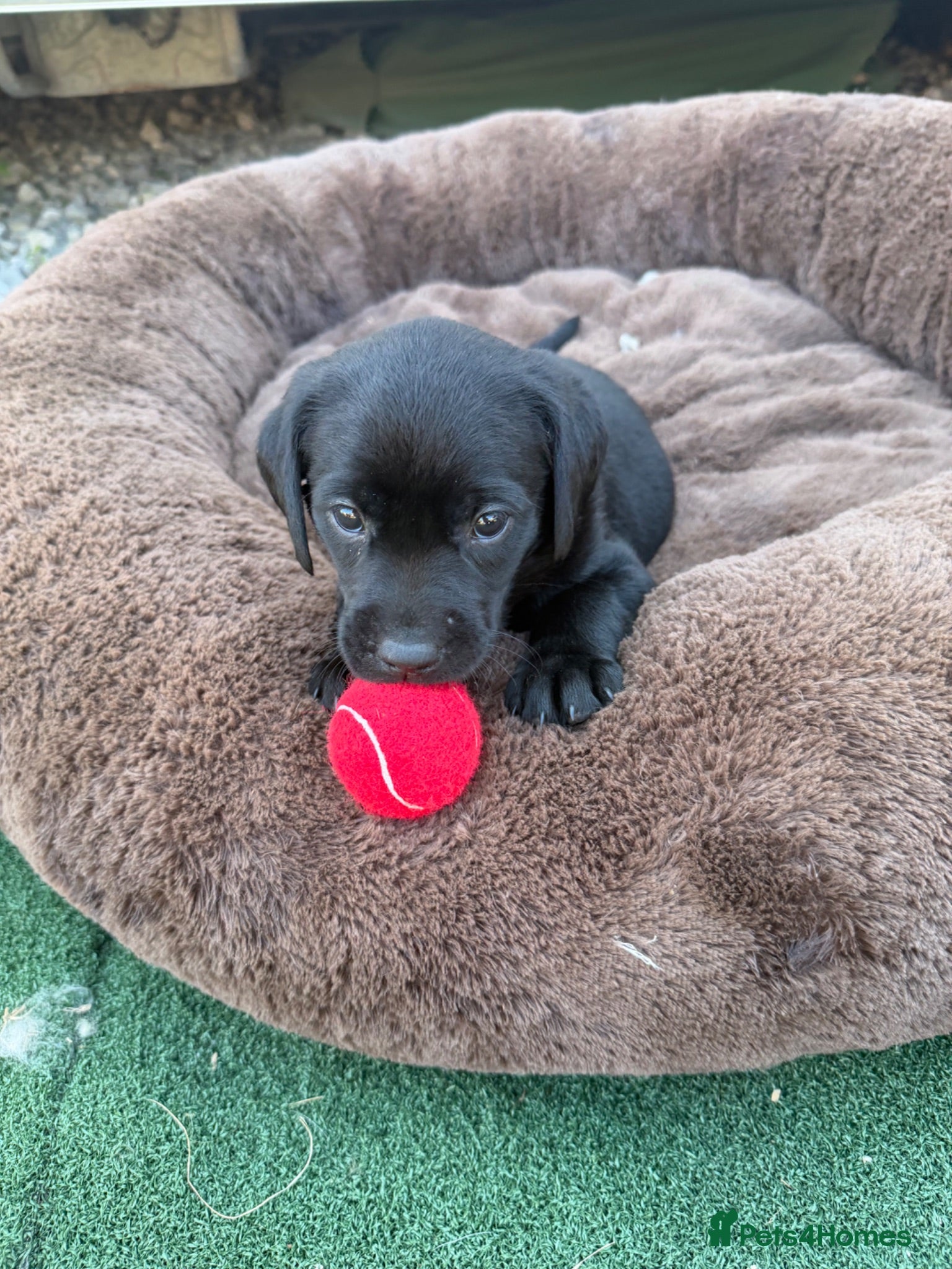 Labrador Retriever dogs Beautiful litter of KC black working Labradors  - Advert 1