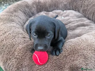 Labrador Retriever dogs Beautiful litter of KC black working Labradors - Advert 1