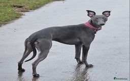 Whippet dogs for sale: KC Registered Blue Laguna Whippets - Image 14