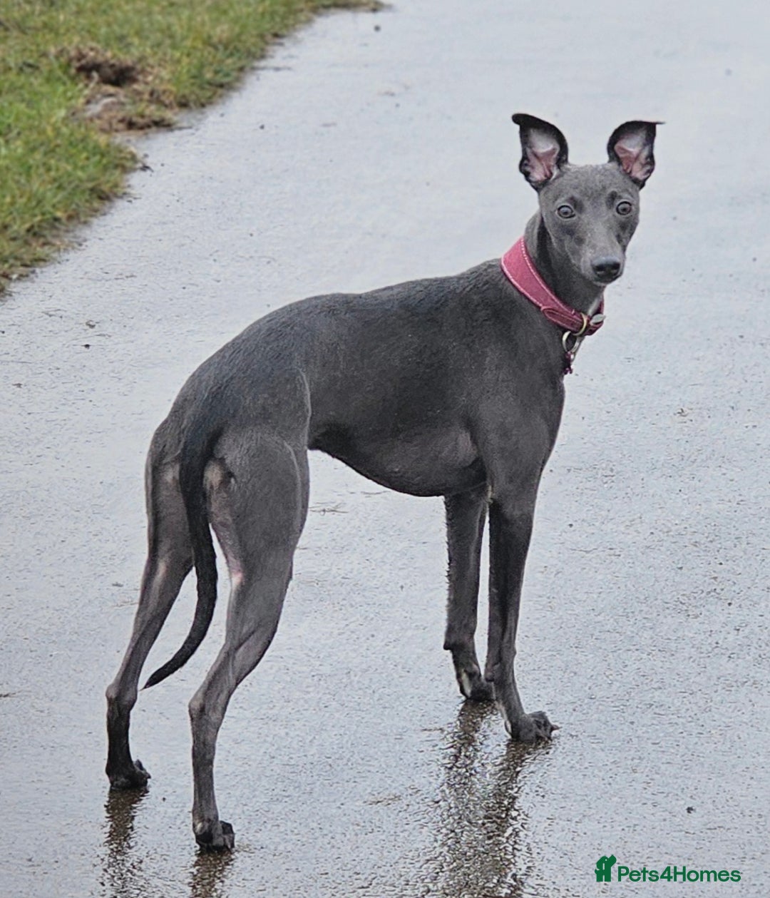 Whippet dogs for sale: KC Registered Blue Laguna Whippets - Image 14