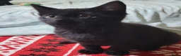 Domestic Shorthair cats for sale: Ready to Fly the Nest  - Advert 35